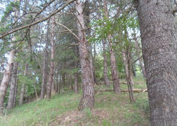 Foto 37 - Rustico Loc. Botondolo, San Ginesio - foto 37