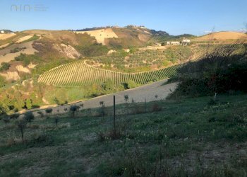 Foto 12 - Rustico C.da Magnola, Ripatransone - foto 12