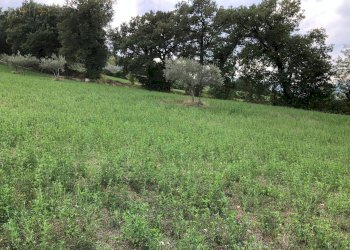 Foto 47 - Rustico C.da Pedegnano, Penna San Giovanni - foto 47