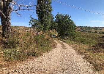 Foto 5 - Terreno agricolo Contrada San Giovanni, Santa Vittoria in Matenano - foto 5
