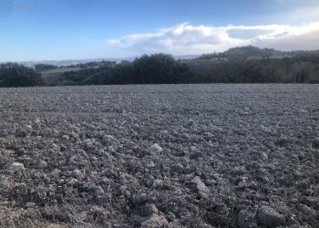 Foto 15 - Terreno agricolo C.da Santo Stefano, Treia - foto 14