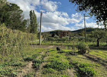 Foto 11 - Rustico C.da Valli
 
1, Servigliano - foto 11