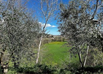 Foto 88 - Rustico Contrada Collerovere, Sant'Angelo in Pontano, Sant'Angelo in Pontano - foto 88