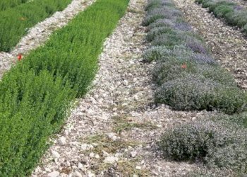 Foto 1 - Terreno agricolo Fermo - foto 1