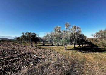 Foto 15 - Terreno edificabile strada provinciale 20, Rosciano - foto 15