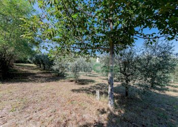 Foto 4 - Agricultural land Via Pignatelli, Cepagatti - photo 4