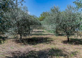 Foto 6 - Agricultural land Via Pignatelli, Cepagatti - photo 6