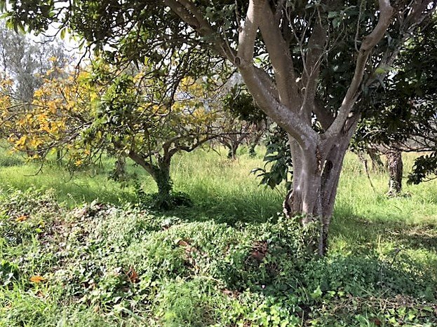 Foto 3 - Terreno edificabile Località Lenza, Catanzaro - foto 3