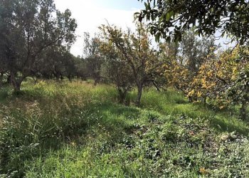 Foto 2 - Terreno edificabile Località Lenza, Catanzaro - foto 2