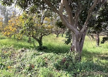 Foto 3 - Terreno edificabile Località Lenza, Catanzaro - foto 3