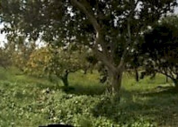 Foto 8 - Terreno edificabile Località Lenza, Catanzaro - foto 8