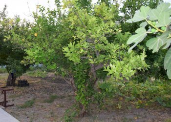 Foto 34 - Villa Contrada Marincoli, Simeri Crichi - foto 34