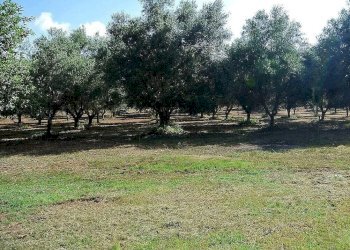 Foto 12 - Villa Zaccanopoli - foto 12