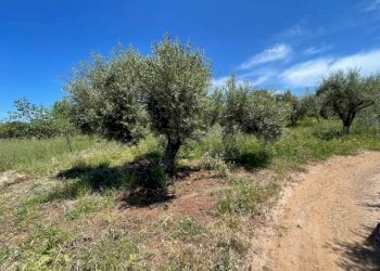 Foto 15 - Villa Zaccanopoli - foto 15