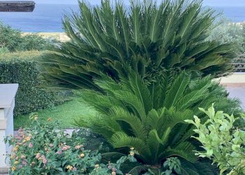 Foto 3 - Villa Via M. A. Cassiodoro, Montepaone - foto 3