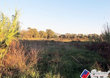 Foto 4 - Terreno agricolo Via flacca km 8400
 
55, Fondi - foto 4