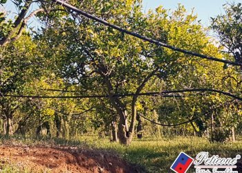 Foto 18 - Terreno agricolo Via Madonna degli Angeli
333, Fondi - foto 6