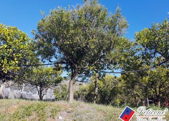 Foto 19 - Terreno agricolo Via Madonna degli Angeli
333, Fondi - foto 7