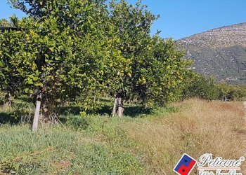 Foto 20 - Terreno agricolo Via Madonna degli Angeli
333, Fondi - foto 8