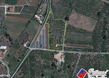 Foto 22 - Terreno agricolo Via Madonna degli Angeli
333, Fondi - foto 9