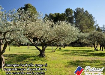 Foto 5 - Agricultural land Valle Bernardo
 
12, Lenola - photo 1