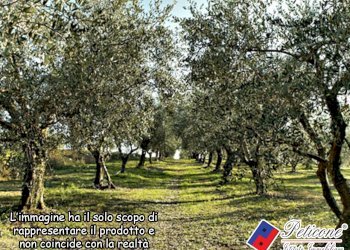 Foto 6 - Agricultural land Valle Bernardo
 
12, Lenola - photo 2