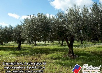 Foto 8 - Agricultural land Valle Bernardo
 
12, Lenola - photo 4