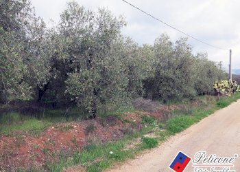 Foto 12 - Terreno agricolo Via Cesullo
333, Fondi - foto 2