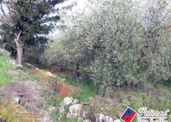 Foto 15 - Terreno agricolo Via Cesullo
333, Fondi - foto 5