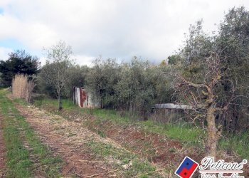 Foto 16 - Terreno agricolo Via Cesullo
333, Fondi - foto 6