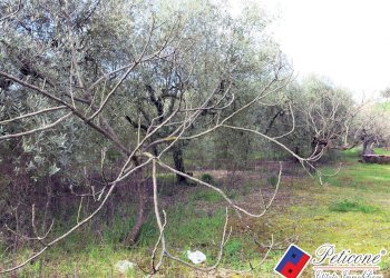 Foto 17 - Terreno agricolo Via Cesullo
333, Fondi - foto 7