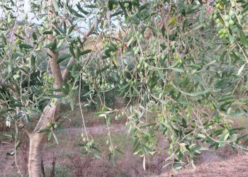 Foto 31 - Terreno agricolo Via del Tirozzo
31, Fondi - foto 6