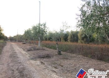 Foto 47 - Terreno agricolo Via del Tirozzo
31, Fondi - foto 22