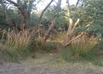 Foto 20 - Terreno agricolo S. Marco, Itri - foto 1