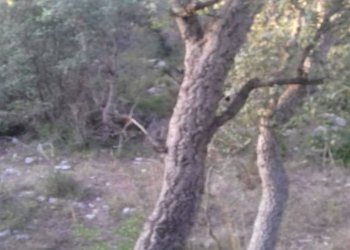 Foto 37 - Terreno agricolo S. Marco, Itri - foto 18