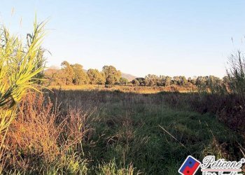 Foto 2 - Terreno agricolo Via Strada Consortile, Fondi - foto 2