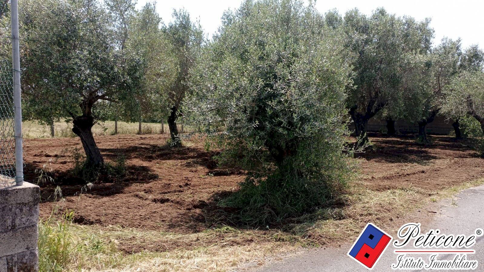 Foto 2 - Agricultural land Via s.Anastasia, Fondi - photo 2