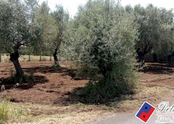 Foto 2 - Terreno agricolo Via s.Anastasia, Fondi - foto 2