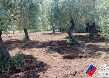 Foto 8 - Terreno agricolo Via s.Anastasia, Fondi - foto 8