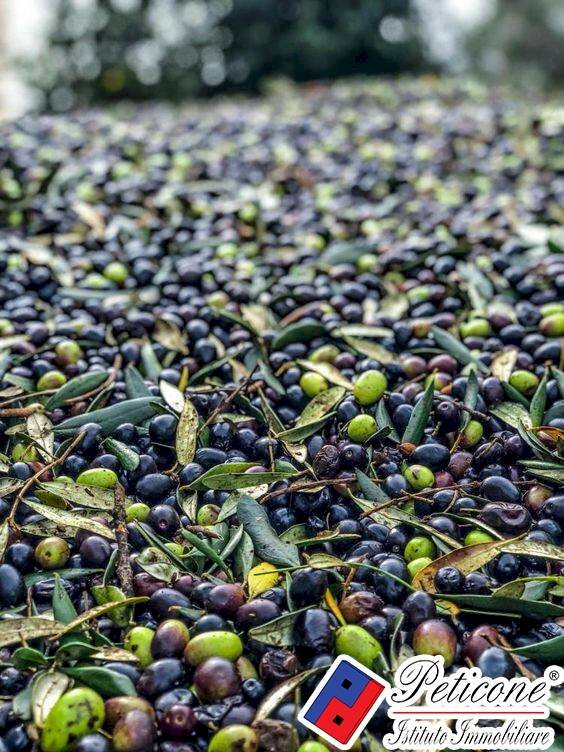 Foto 3 - Agricultural land VIA CESULO, Fondi - photo 3