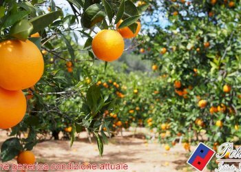Foto 2 - Terreno agricolo VIA CESULO, Fondi - foto 2