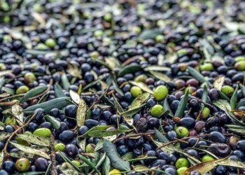 Foto 3 - Terreno agricolo VIA CESULO, Fondi - foto 3