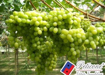 Foto 4 - Terreno agricolo VIA CESULO, Fondi - foto 4