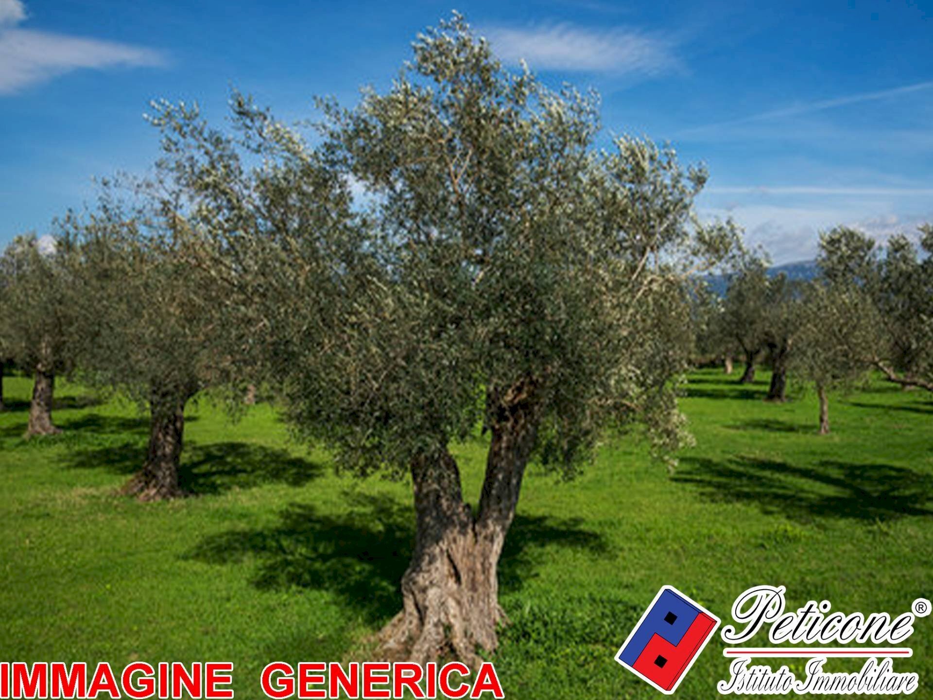 Foto 3 - Agricultural land VALLE BERNARDO, Lenola - photo 3