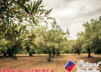 Foto 1 - Agricultural land VALLE BERNARDO, Lenola - photo 1