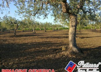 Foto 2 - Agricultural land VALLE BERNARDO, Lenola - photo 2