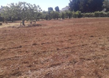 Foto 7 - Terreno agricolo Via Covino, Fondi - foto 7