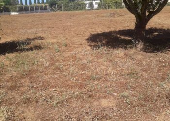 Foto 8 - Terreno agricolo Via Covino, Fondi - foto 8