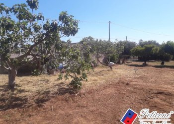 Foto 10 - Terreno agricolo Via Covino, Fondi - foto 10