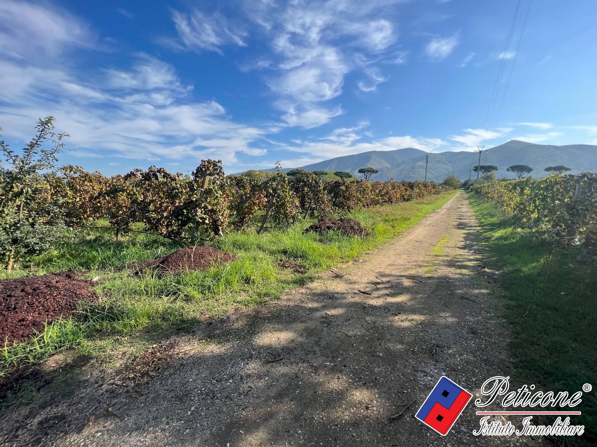 Foto 2 - Agricultural land Cellole - photo 2